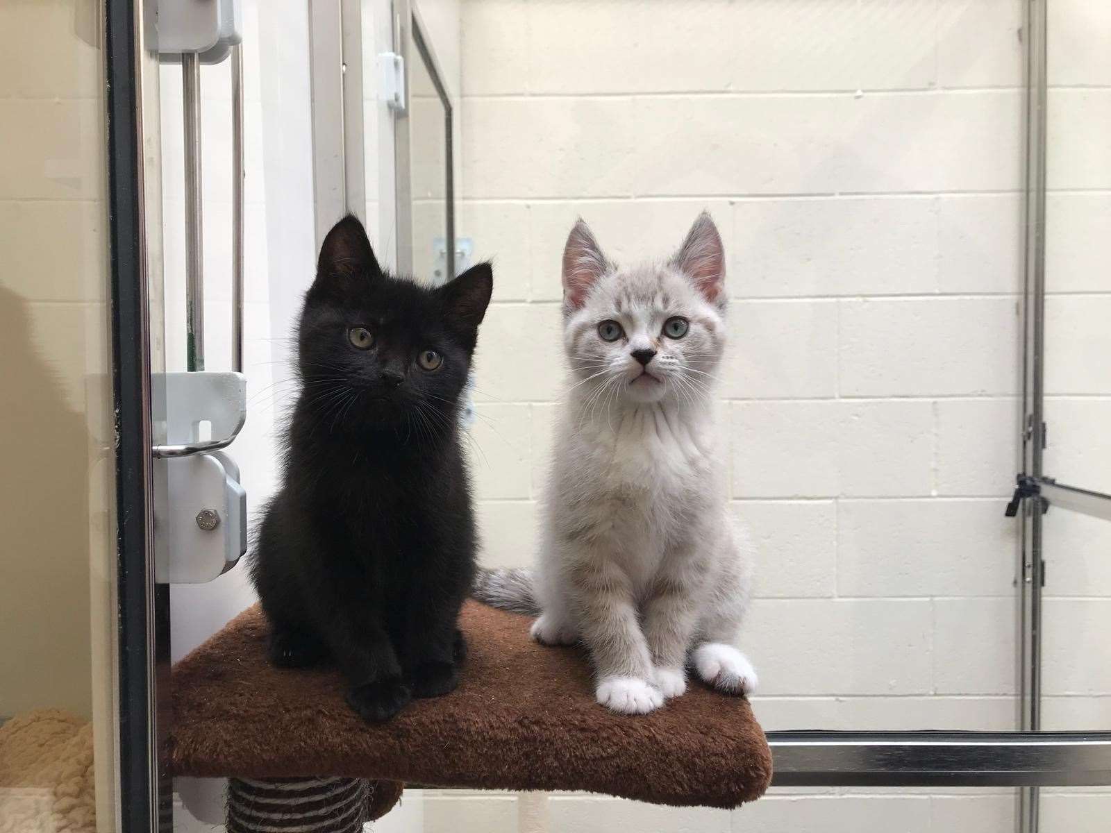 Meals for moggies...these kittens at the SSPCA's Aberdeenshire centre are among those who will benefit from food donations.