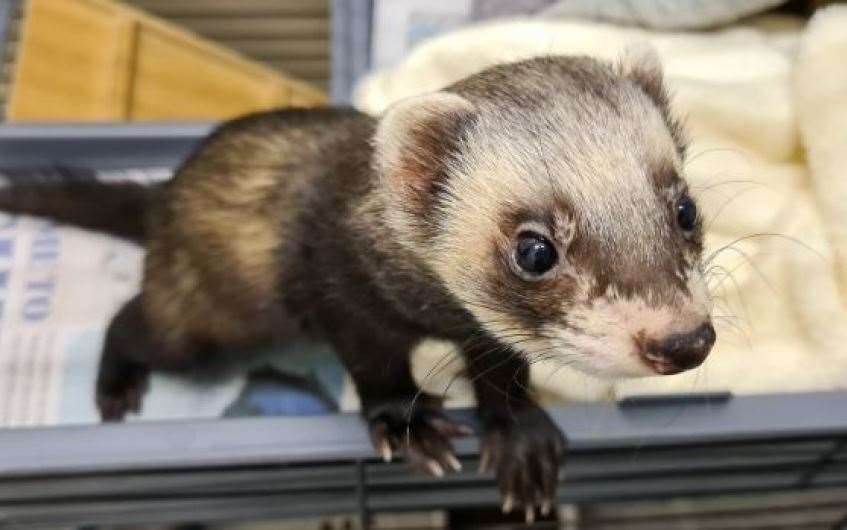 Coco the ferret is on the hunt for his forever home.