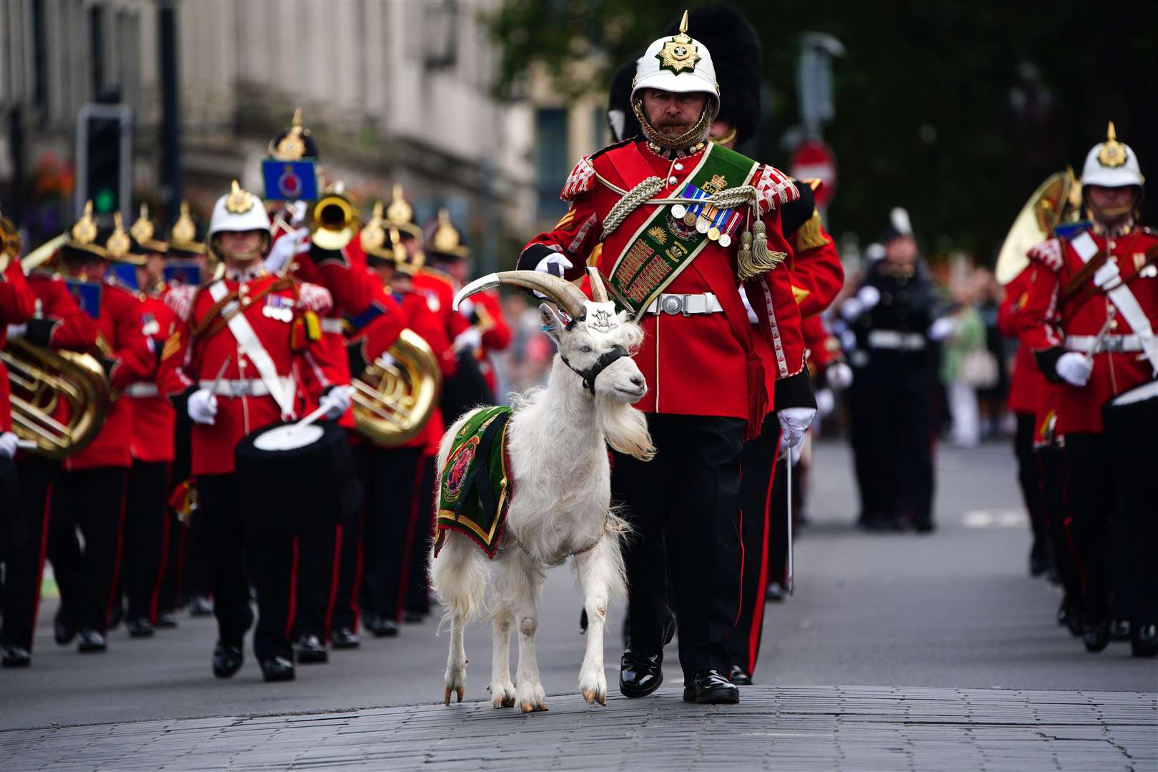 Lance Corporal Shenkin IV, the regimental mascot goat, accompanies the 3rd Battalion of the Royal Welsh regiment at the accession proclamation ceremony (Ben Birchall/PA)