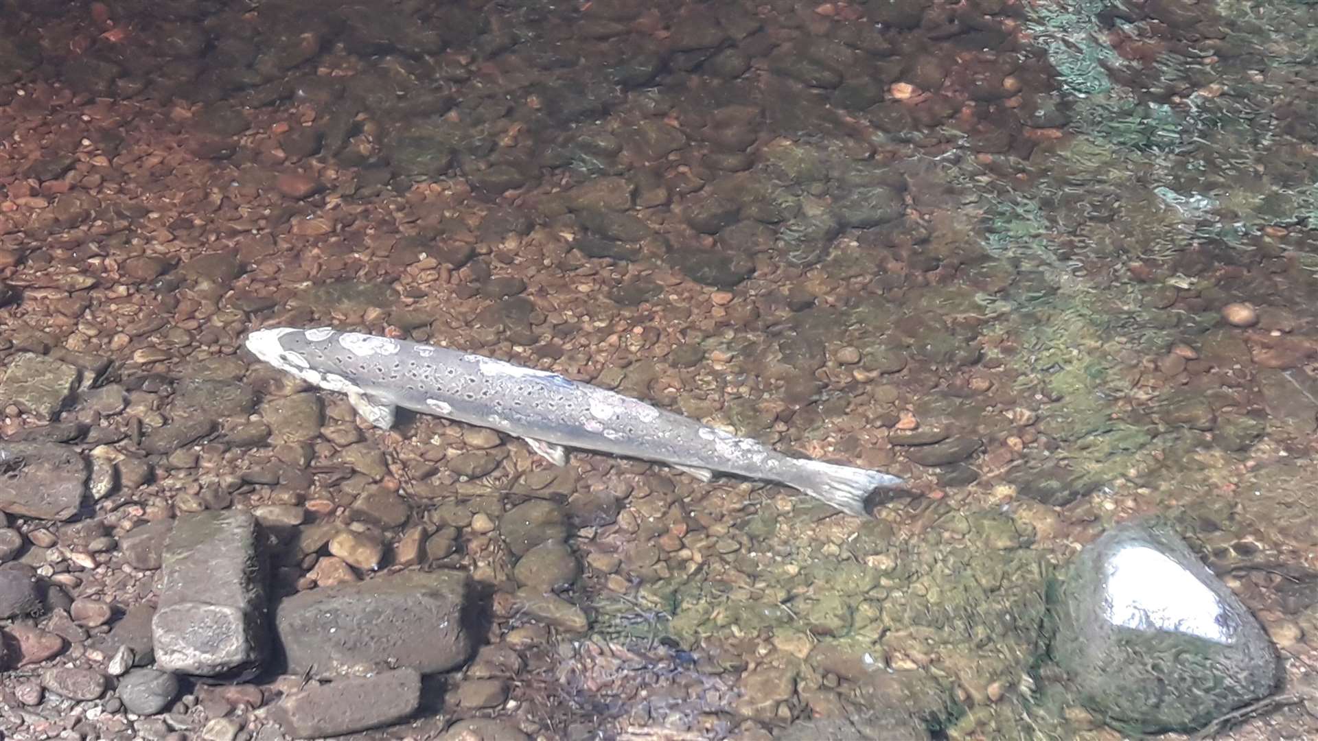 The salmon's loose scales are clearly visible.