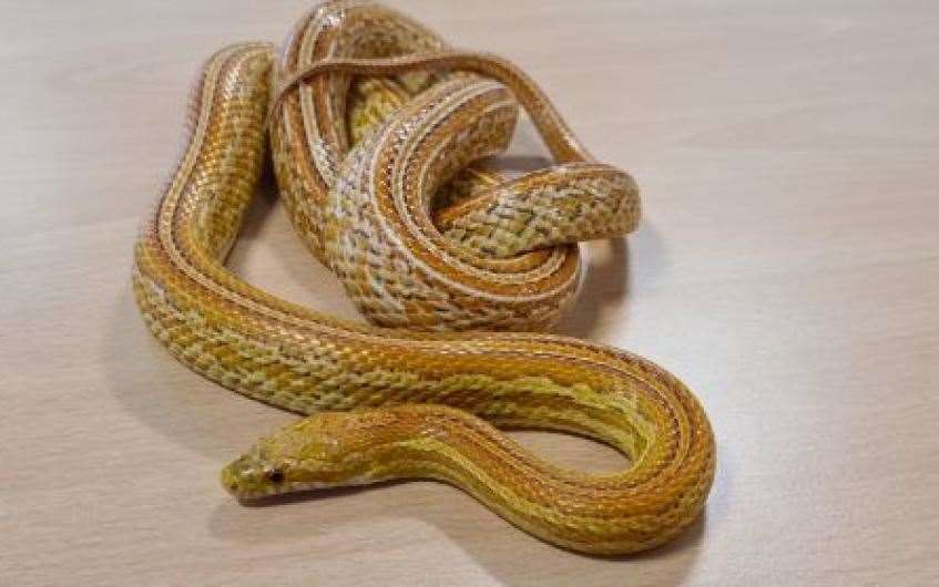 Ollie the corn snake would dearly love to find his forever home.