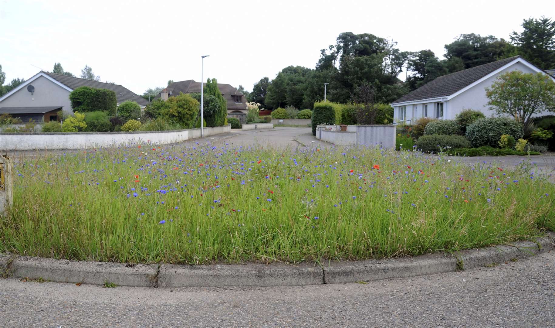 An existing wildflower site at the Croft Road roundabout.
