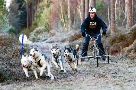 Sled Dog Racing, Sled Dog Association of Scotland, SDAS, Culbin Forest