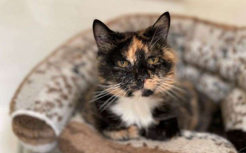 Can you help Flora find her retirement home?
