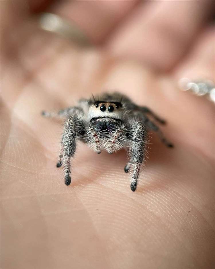 Maddy Major from Findhorn is breeding cute jumping spiders