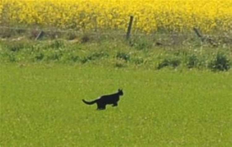Black panther' spotted in Scotland just a 'large domestic cat