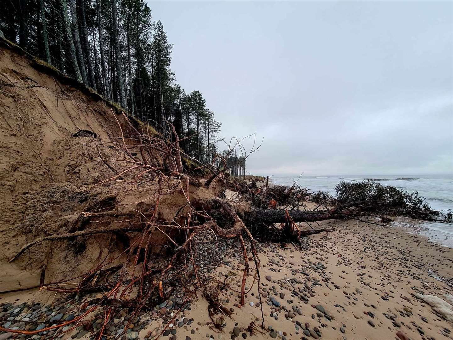 Trees have collapsed onto the beach at Culbin.