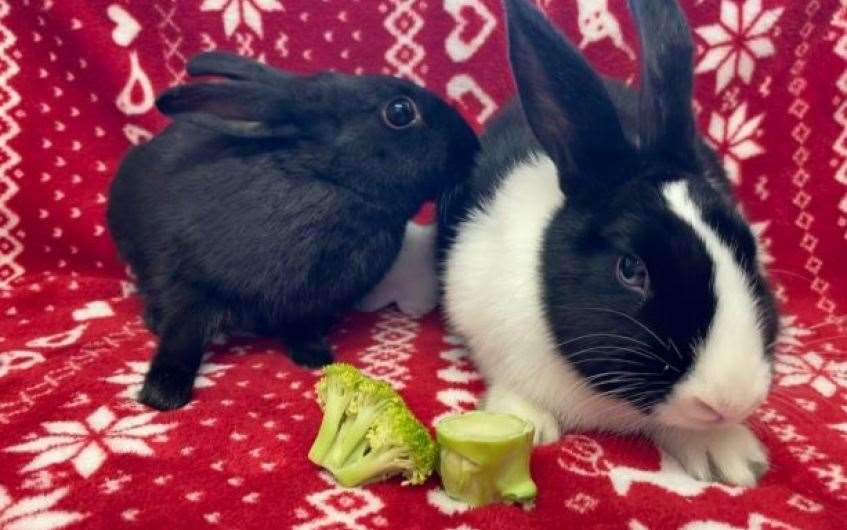 Bing and Bonbon need your help to find their new home.