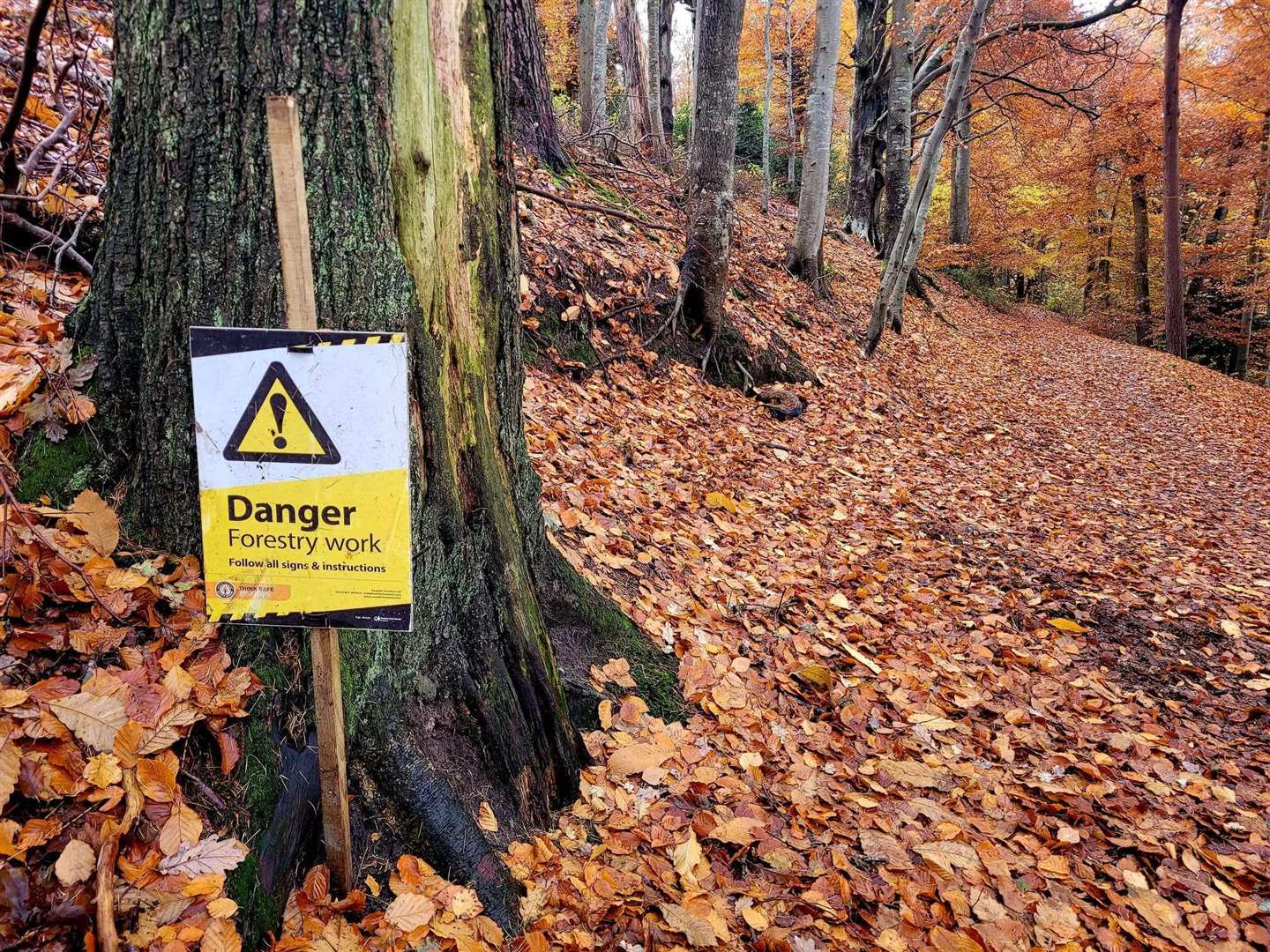 Chainsaws could be heard for a few days while the work was carried out at Cluny Hill.