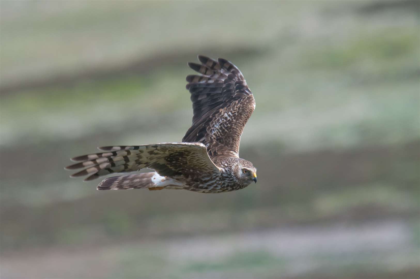 Hen Harrier in flight (Tim Melling/National Trust/PA)