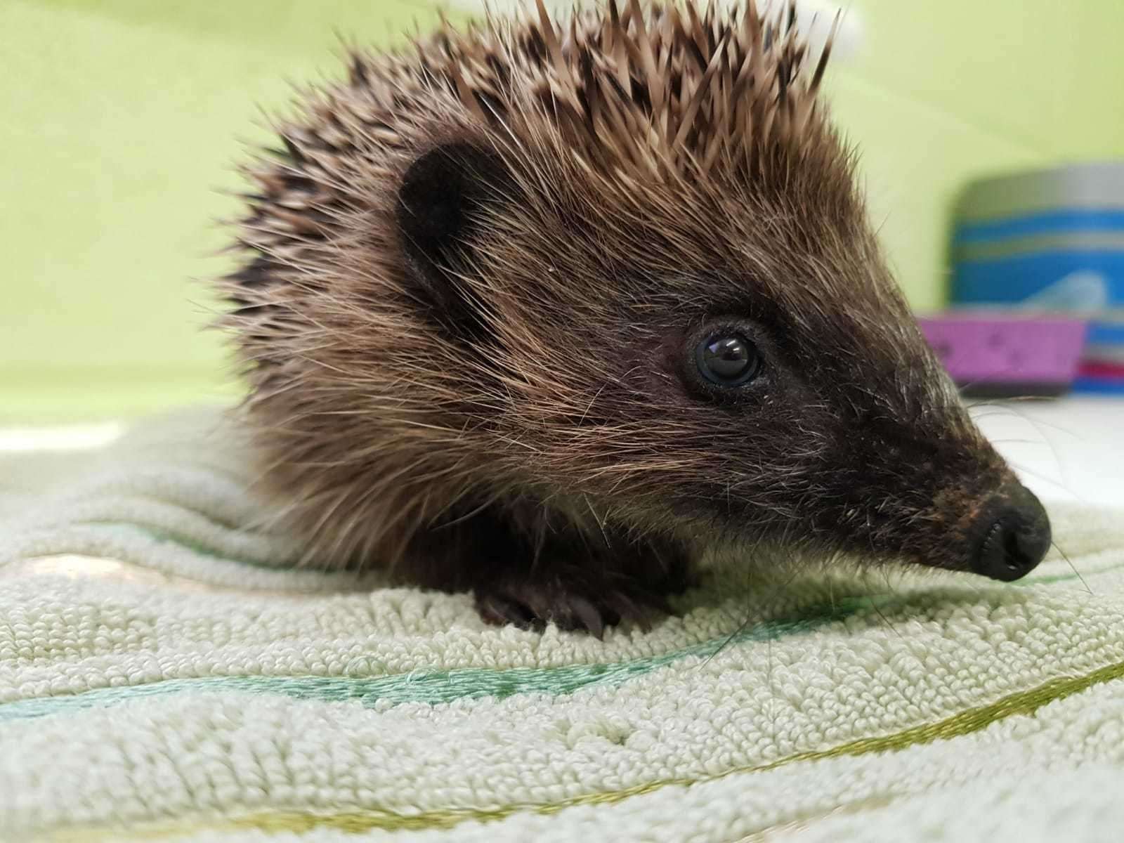 One of the hedgehogs cared for by the SSPCA.