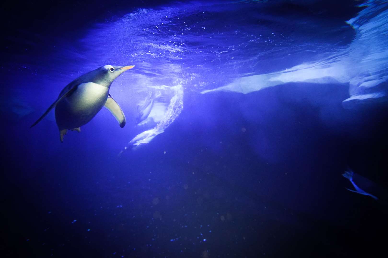 Penguins swimming at the aquarium (James Manning/PA)