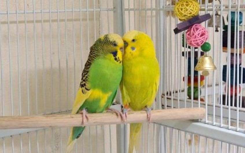 These lovebirds are looking for spread their wings together.