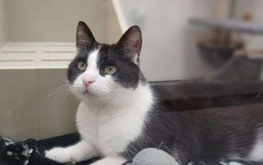 Kintana would love to find her forever home.