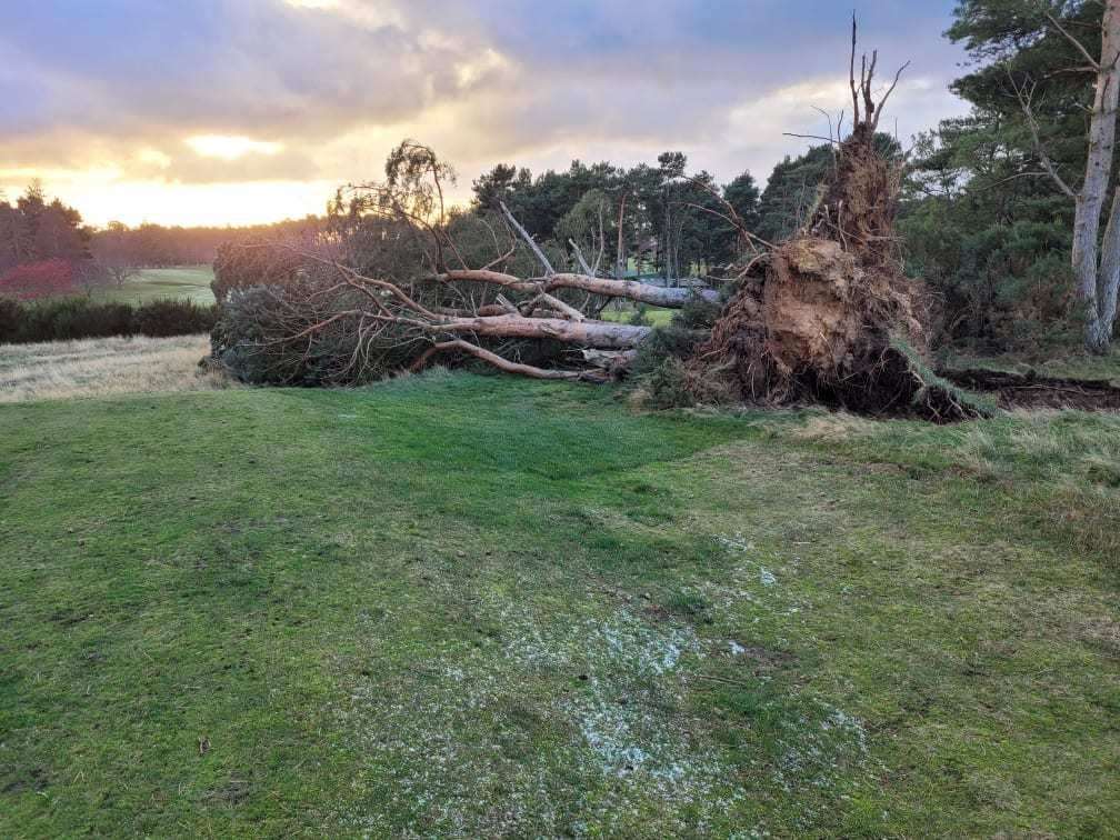 Fallen tree at Forres Golf Course following Storm Arwen last year.