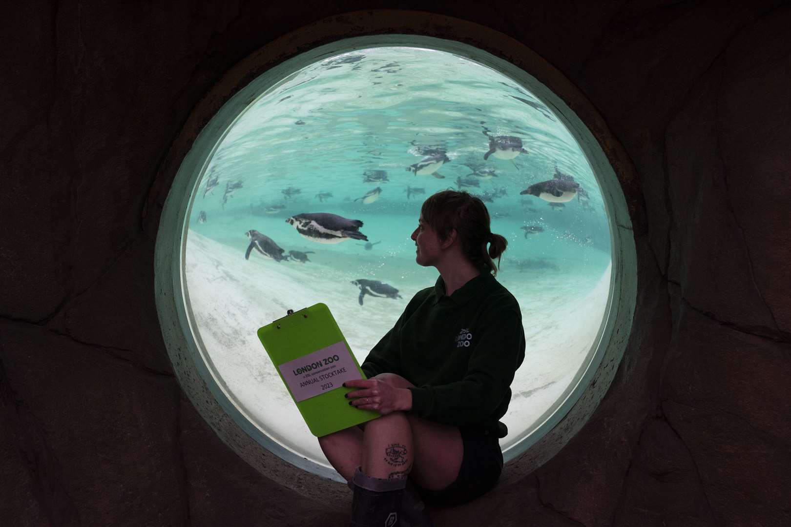 Humboldt penguins are counted at the zoo (Kirsty O’Connor/PA)