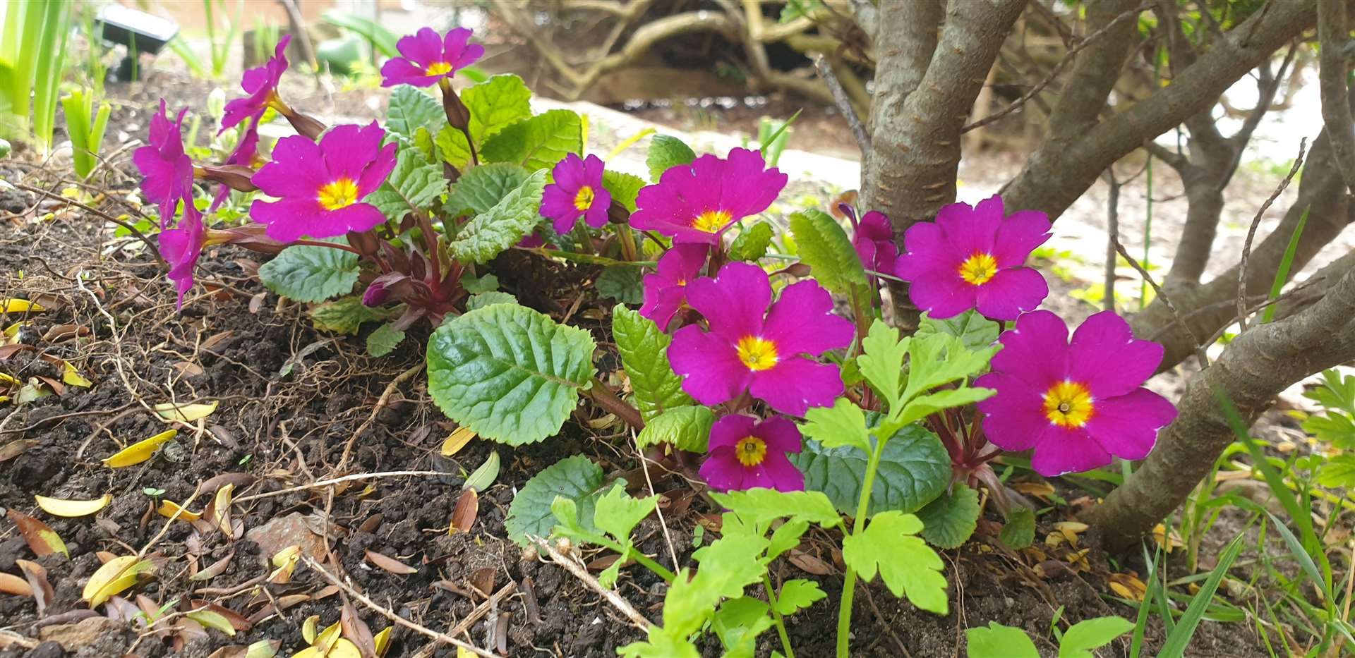 A spring primrose adds some colour to Chris' garden.