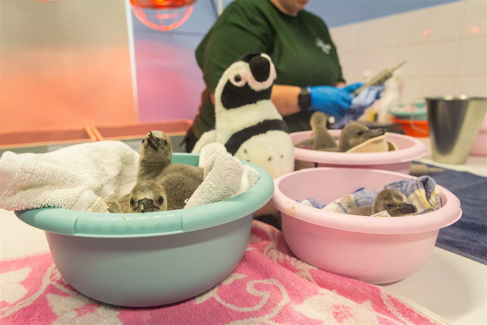 Zookeepers use soft toys to help care for the one-month-old chicks (ZSL/PA)