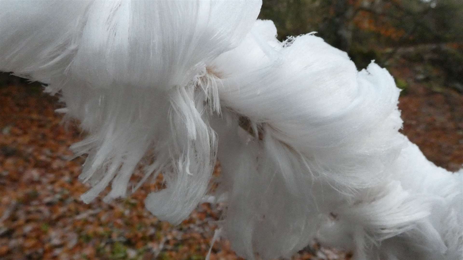 Suzie Clark, from Forres, captured this image of hair ice at Randolph's Leap at the weekend.