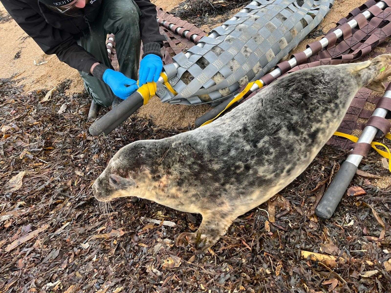 Hippo the seal was nursed back to health by the SSPCA. Picture: Scottish SPCA