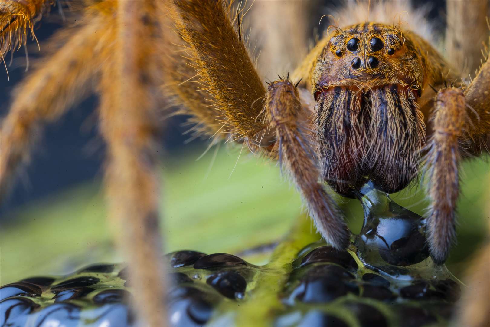 The spider’s supper by Jaime Culebras (Jaime Culebras/Wildlife Photographer of the Year)