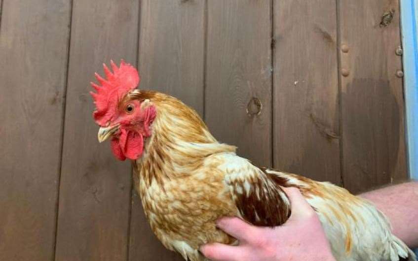 Rudolph is a cockerel n the lookout for his forever coop.