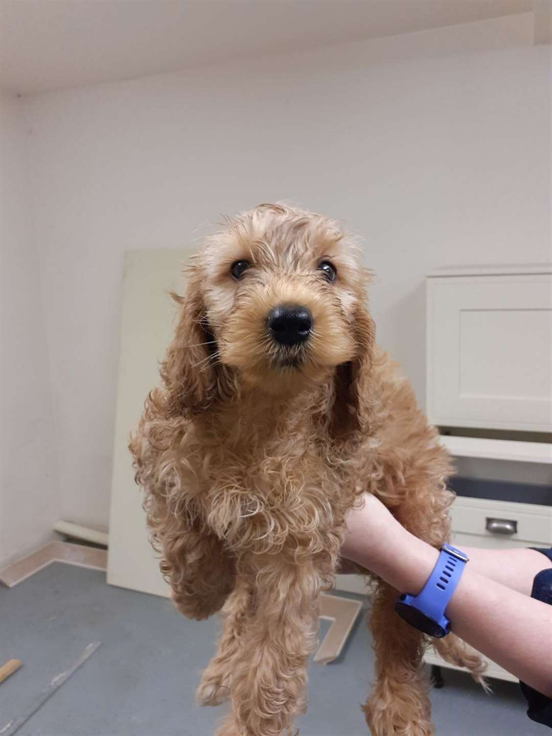Safe now – one of the four cockapoo-type puppies that had been dumped in a bush at the side of the road.