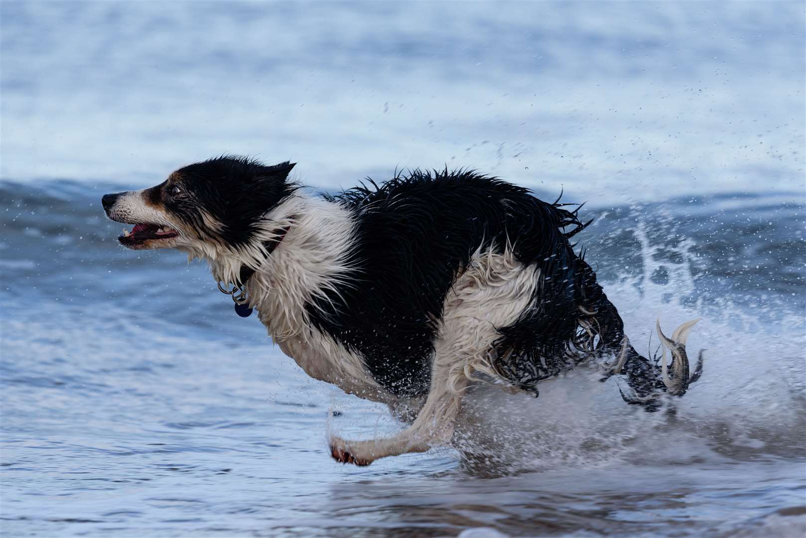 Thomas Salway's picture of a dog at Findhorn Beach which was highly commended in a recent UK contest.