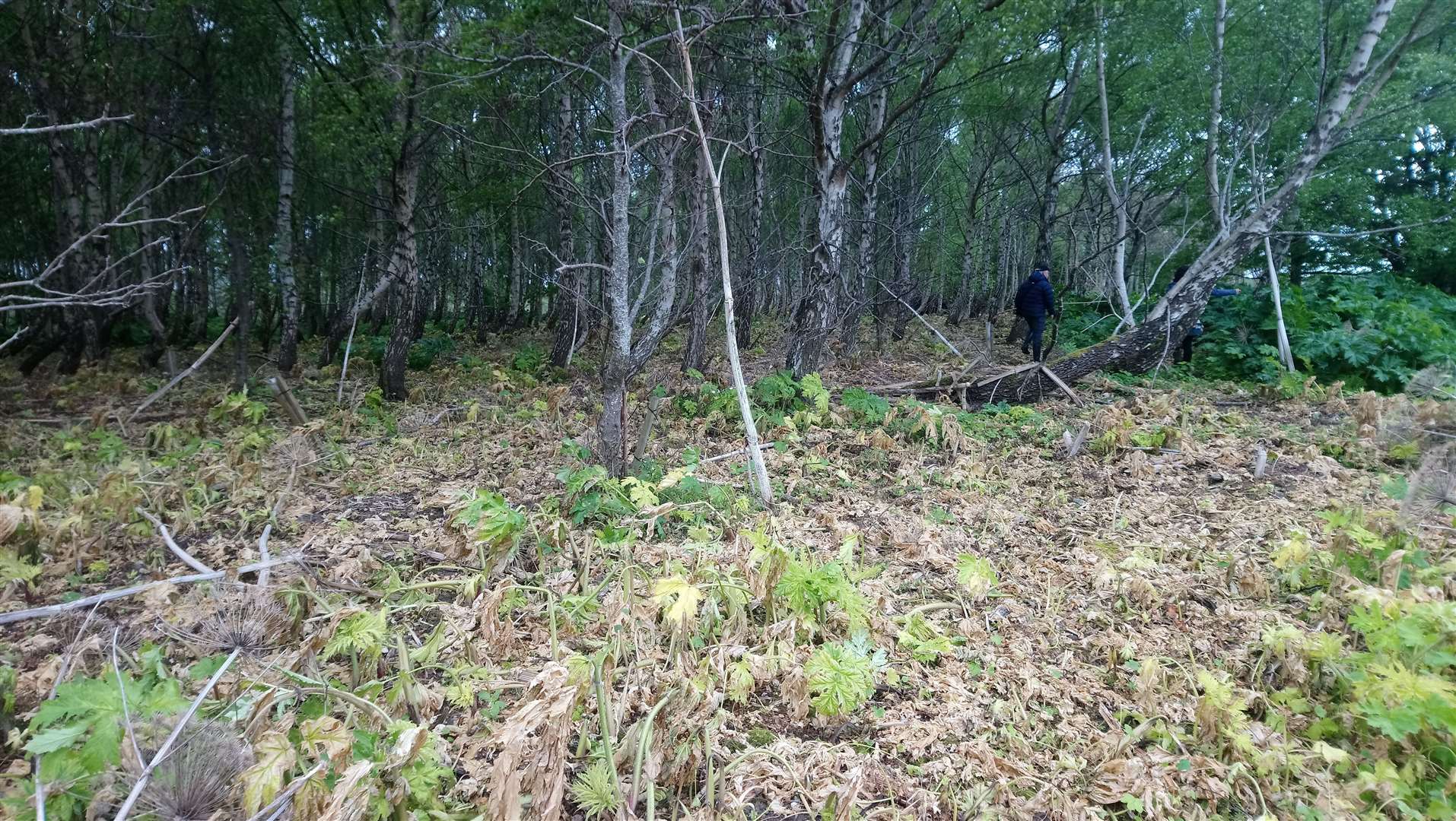 A team of four Wild Things staff members and two volunteers cleared the section of woodland over several days with funding from EB Scotland.
