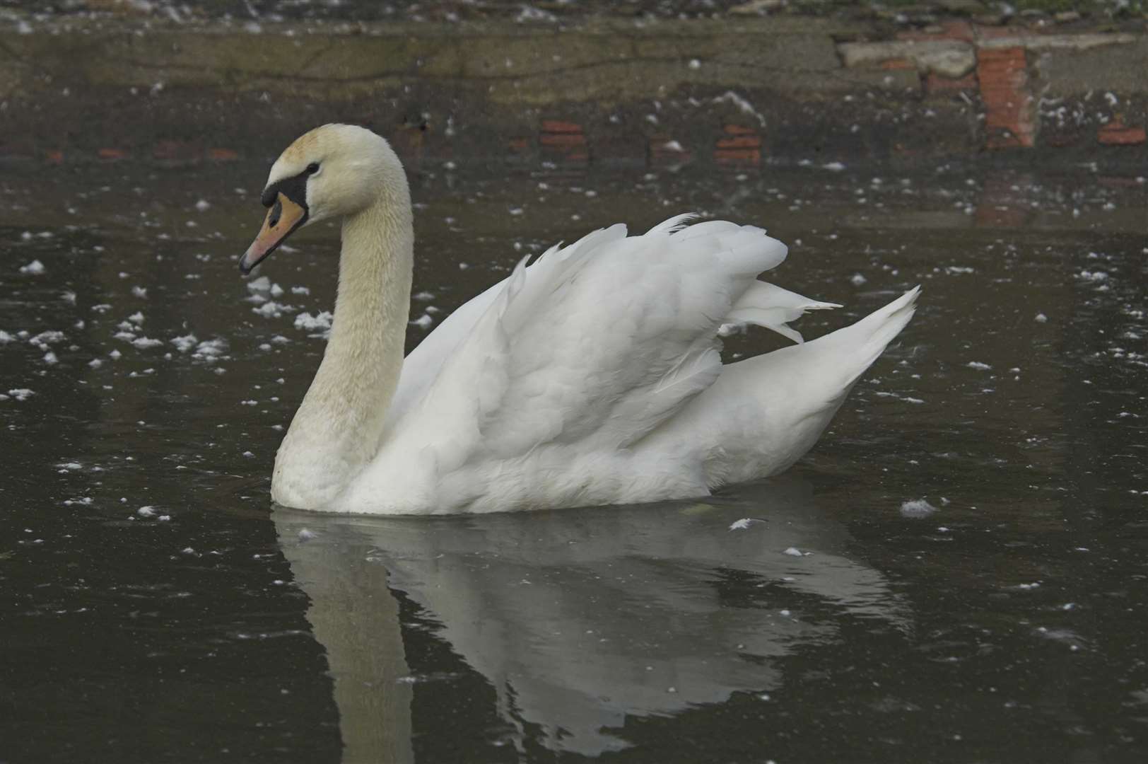 The SSPCA is warning animal lovers not to try and rescues swans stuck in the ice. Picture: SSPCA