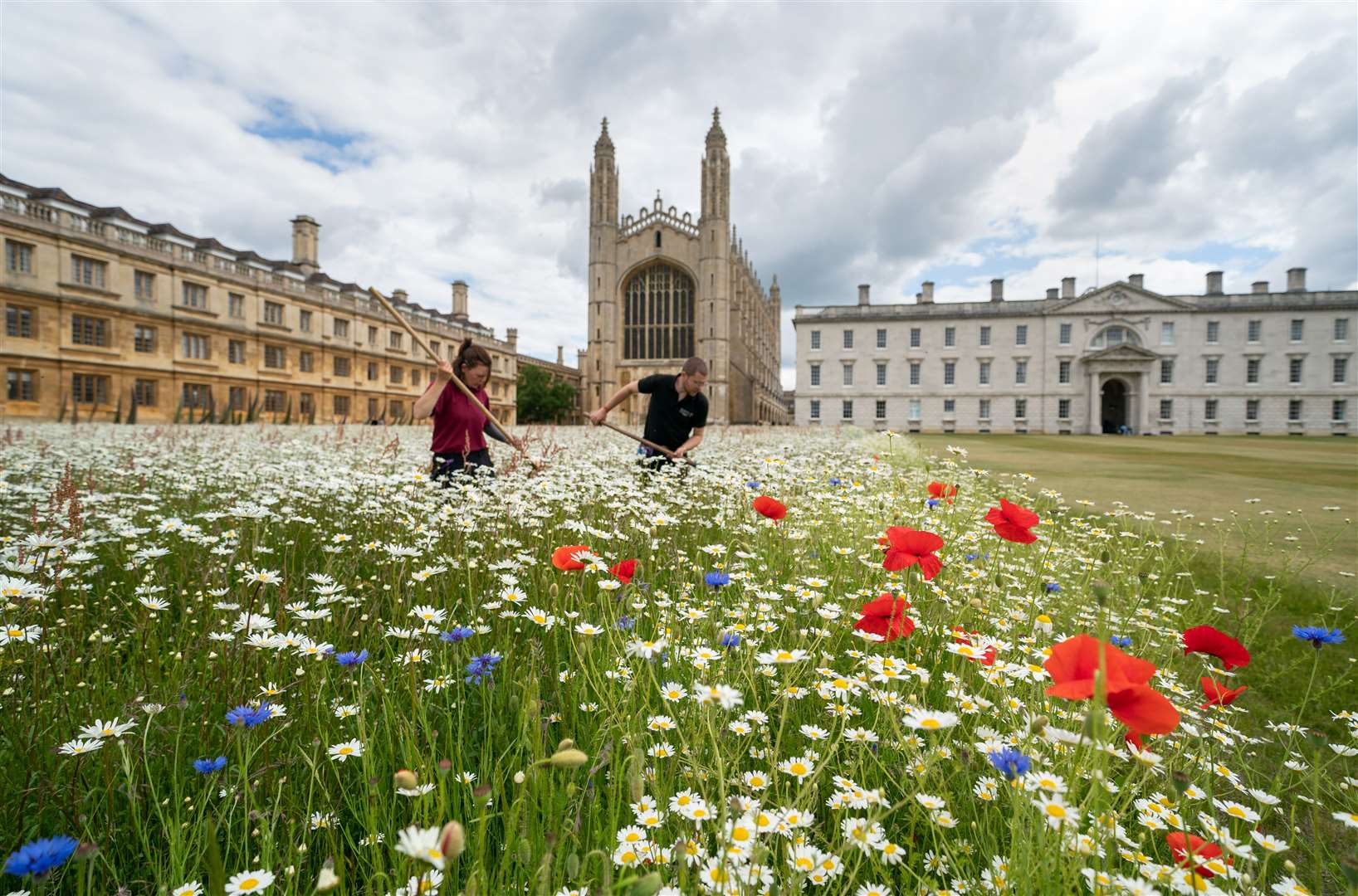 Gardeners David Kay and Lou Singfield tend to the wildflower meadow which has burst into flower at King’s College in Cambridge (Joe Giddens/PA)