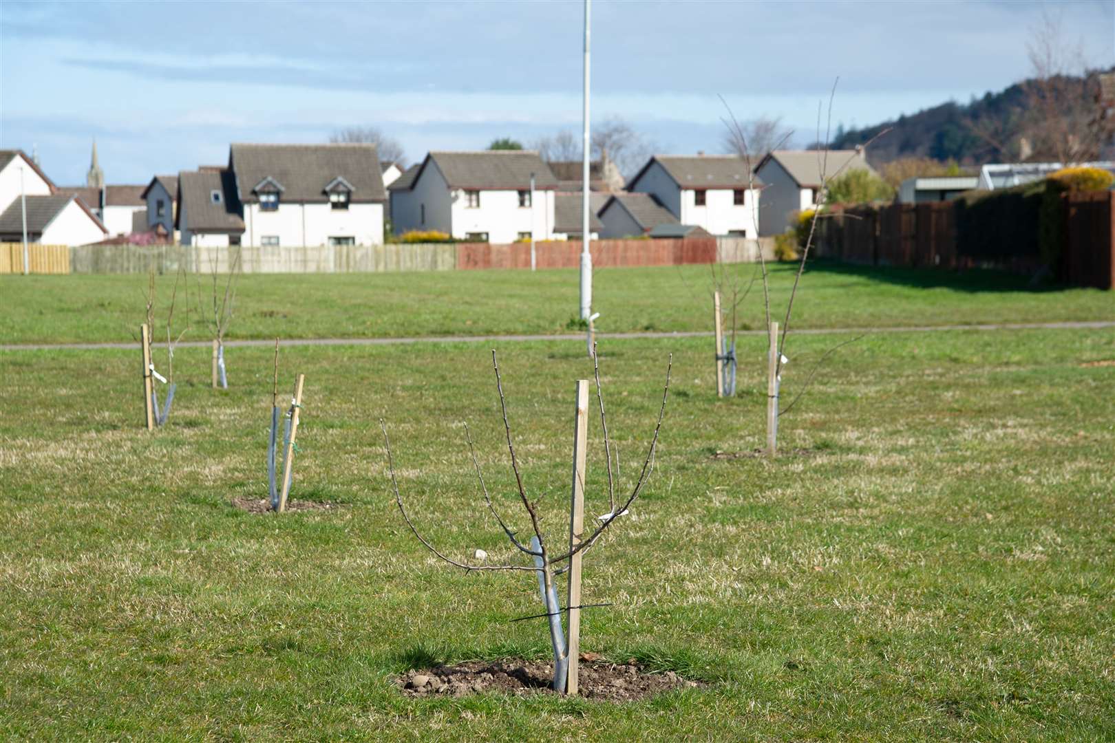 The fruit orchard at Mannachie Park was planted in March, 2019. Picture: Daniel Forsyth