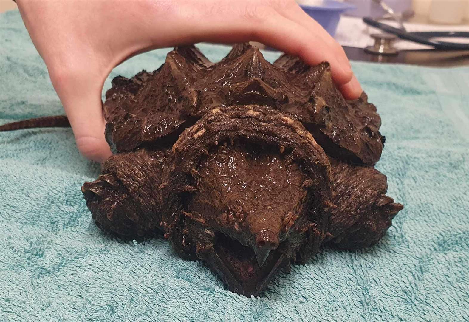 Fluffy, the alligator snapping turtle, will be relocated to a specialist reptile centre in Cornwall (Wild Side Vets/PA)