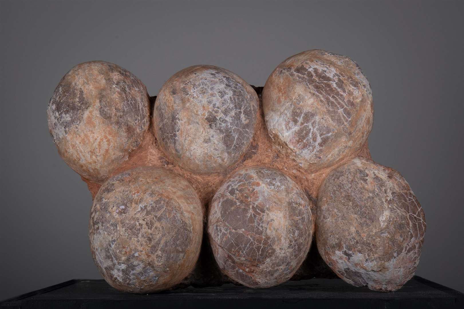 A rare nest of fossilised Hardrosaur eggs from the late Cretaceous Period, which could fetch £7,000 (Chris James/McTear’s/PA)