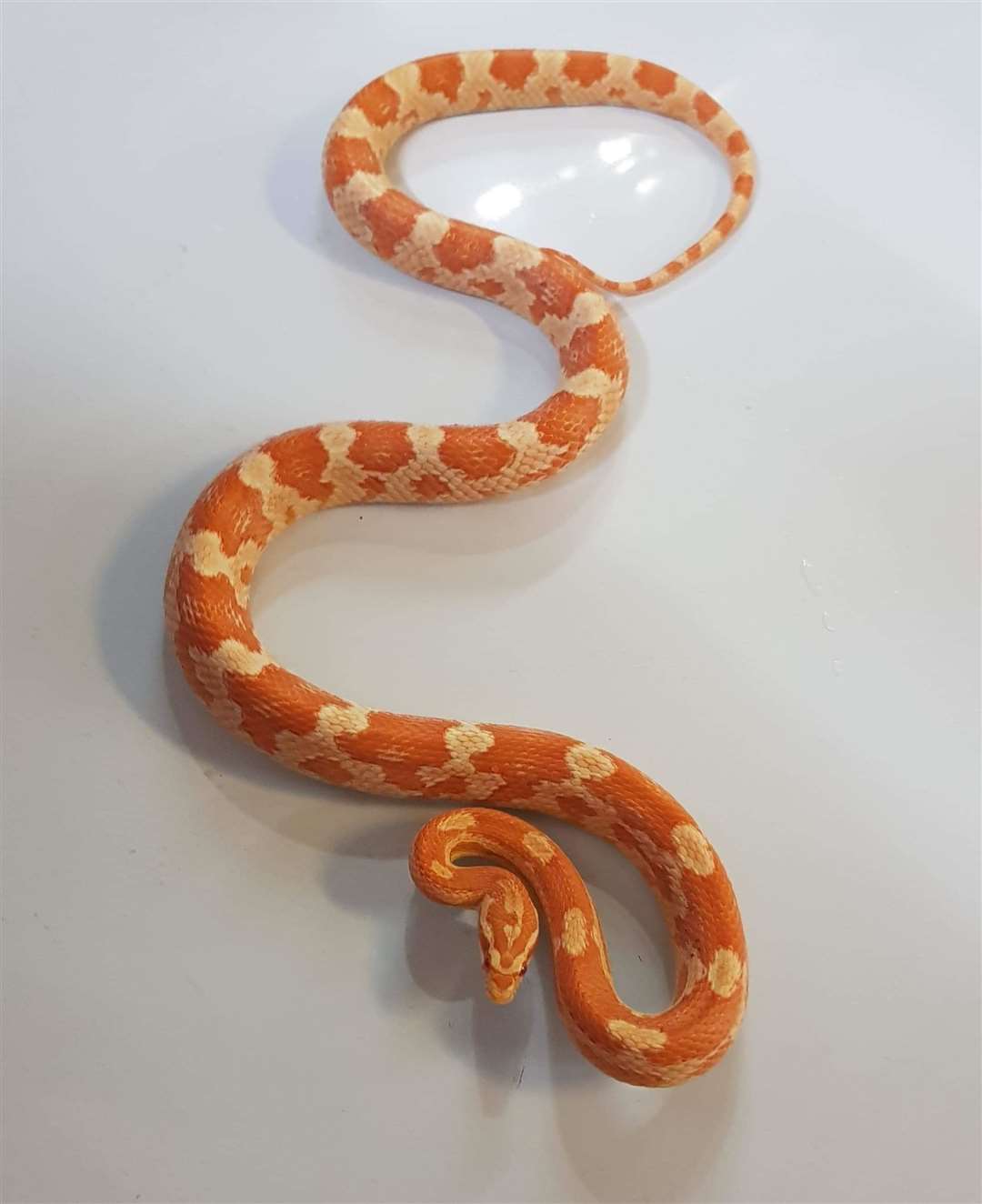The snake has been given the name Tango (RSPCA/PA)