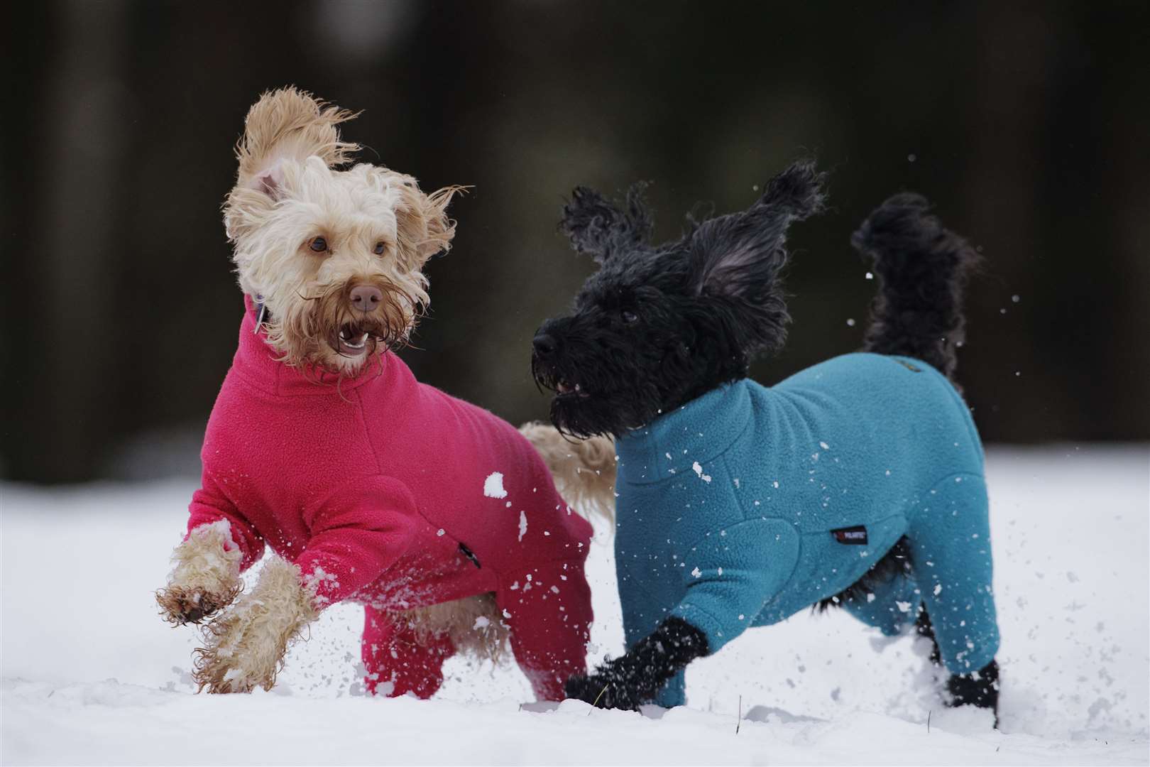Cockapoos Luna (left) and Daisy play in the snow during a walk at Sixmilewater Park in Ballyclare, Northern Ireland (Liam McBurney/PA)