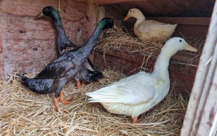 There's no ducking out of the search for a new home!