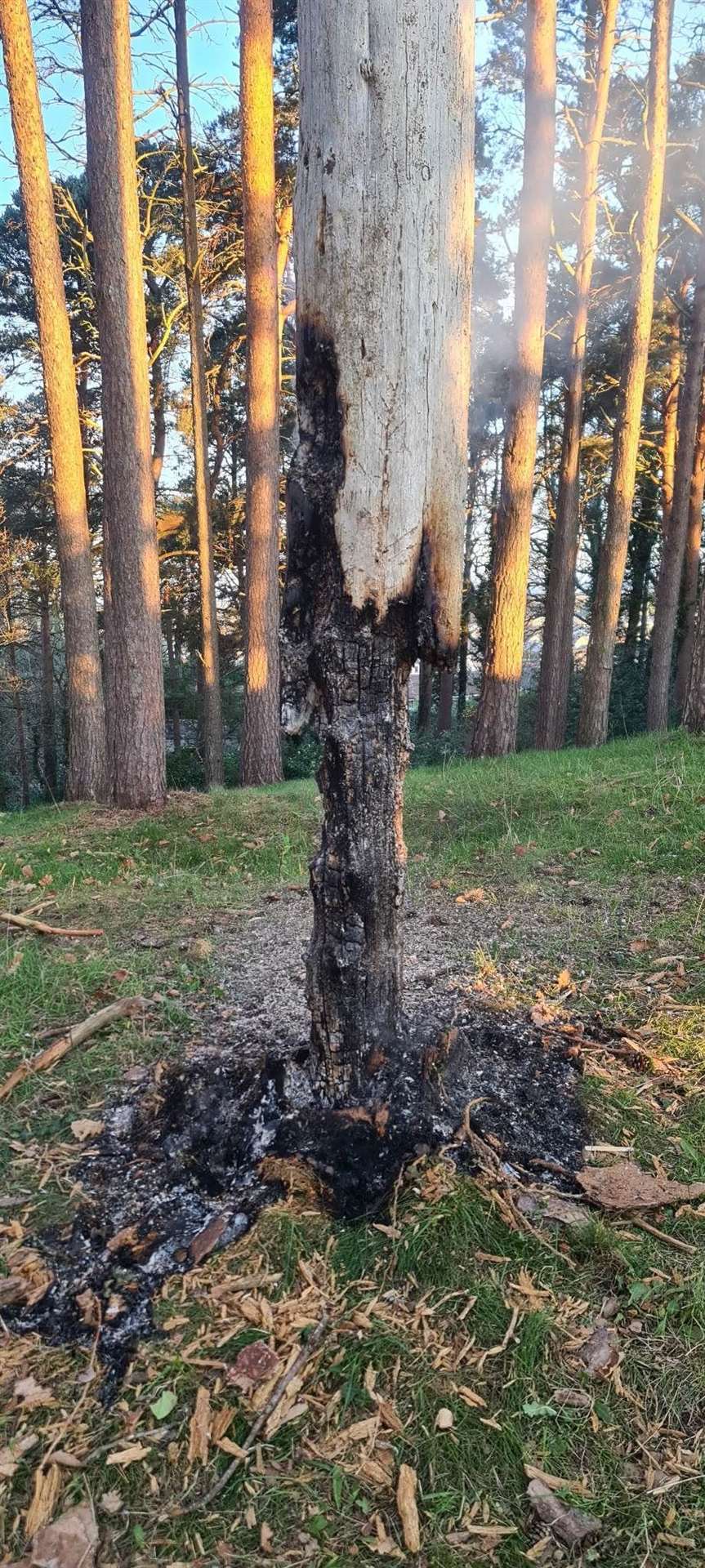 The smouldering tree a neighbour discovered in a rookery between Sanquhar and Mannachie.