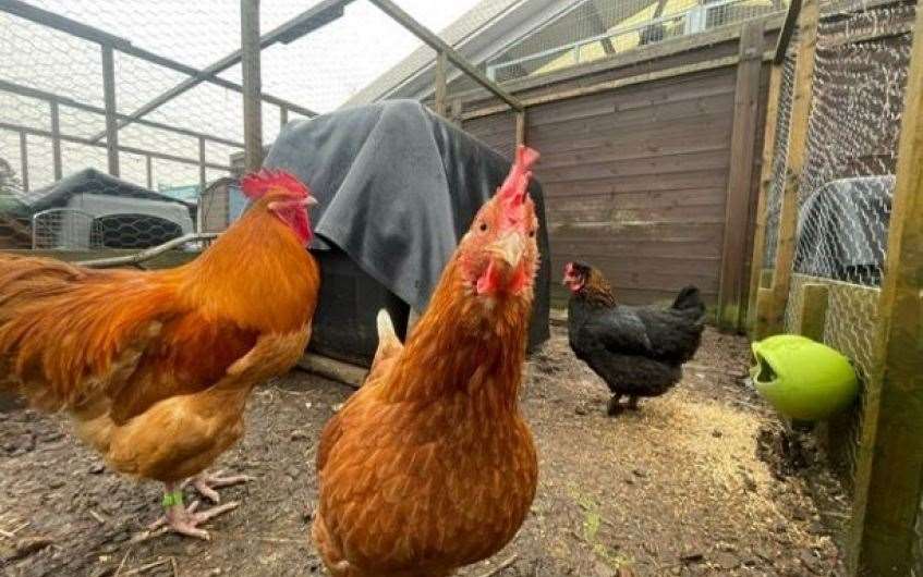 Ken and his hens would love to find a new coop to call their own.