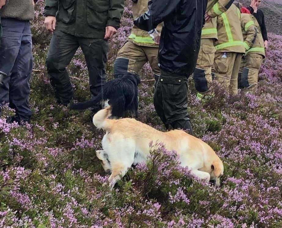 One of the farmer's colleagues was also helped back up the gorge to safety, along with four working dogs.
