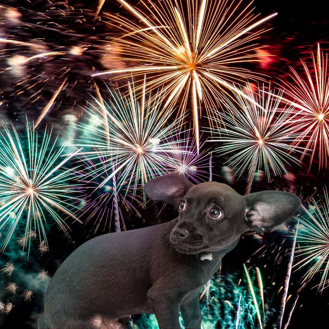 A few simple measures can help your pets safely through the Hogmanay fireworks.