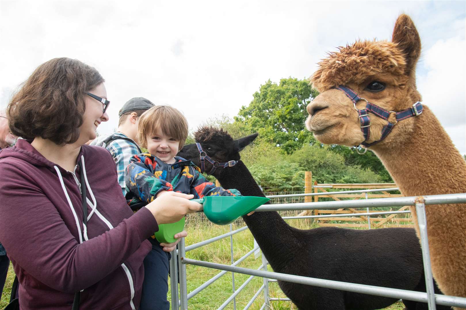 Lucy Harris and son Jack Barker feed the Alpacas from Starrywell Alpacas. ..Forres Friends of Woods and Fields open harvest day at Chapleton Field. .. Picture: Daniel Forsyth..