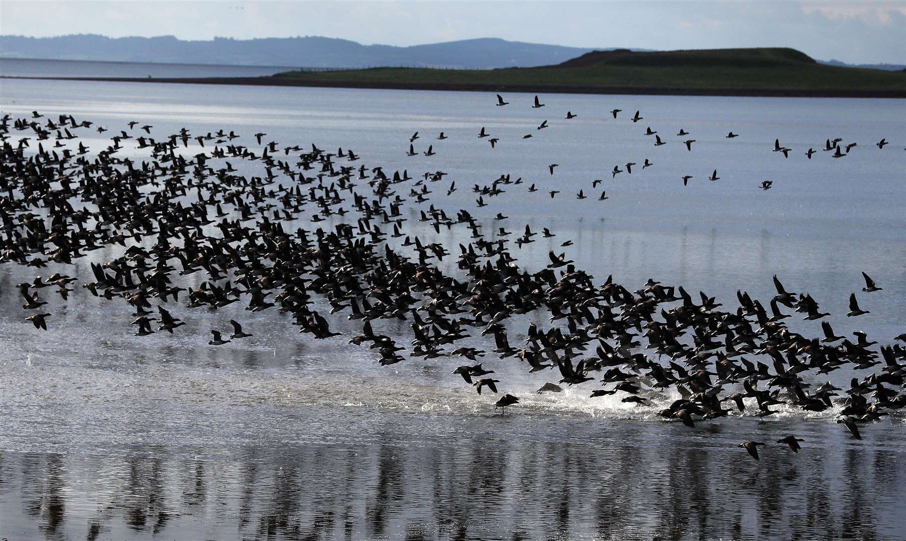Canadian Brent geese take flight on Strangford Lough (Brian Lawless/PA)