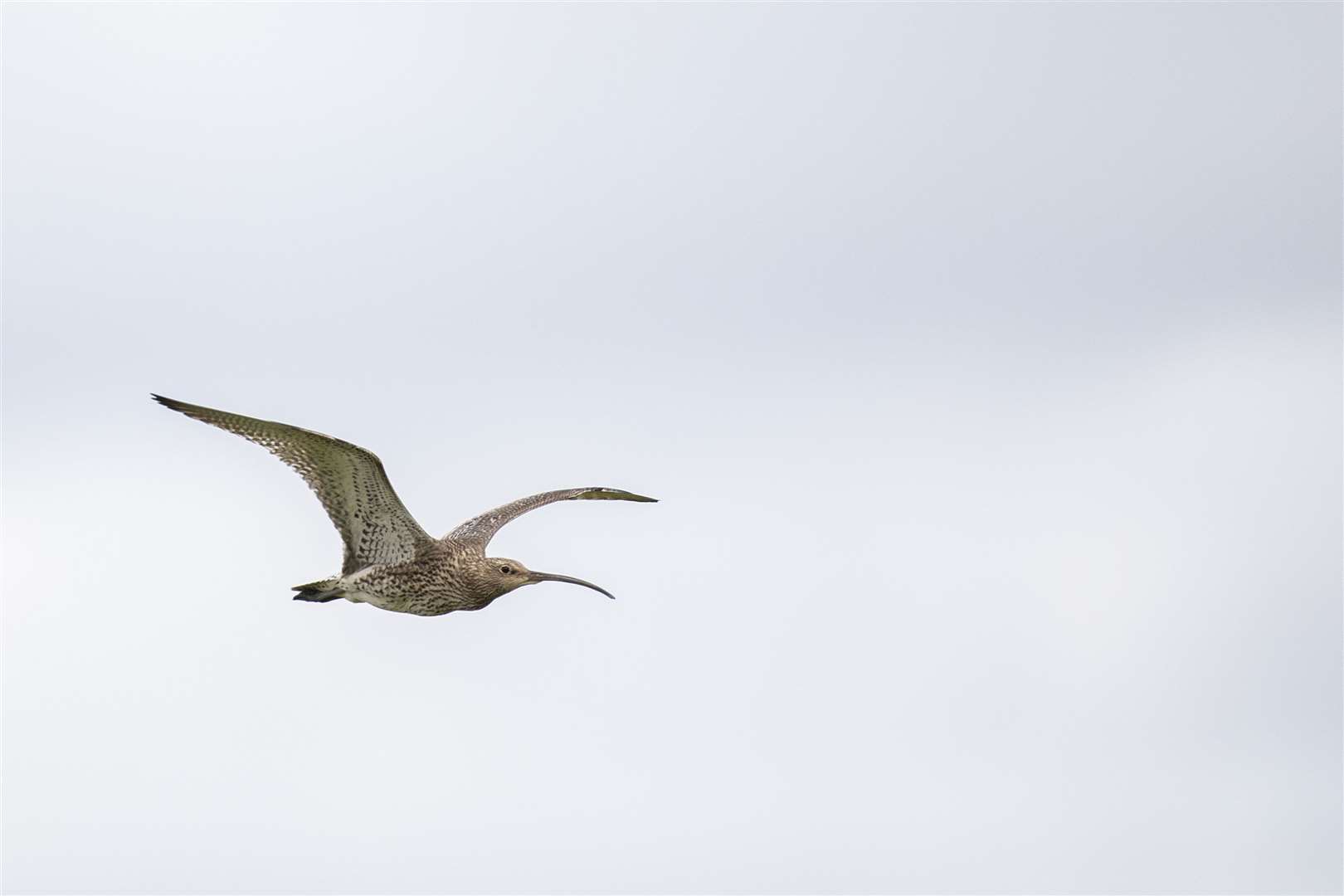 Curlews have seen significant population declines (Natural England/PA)