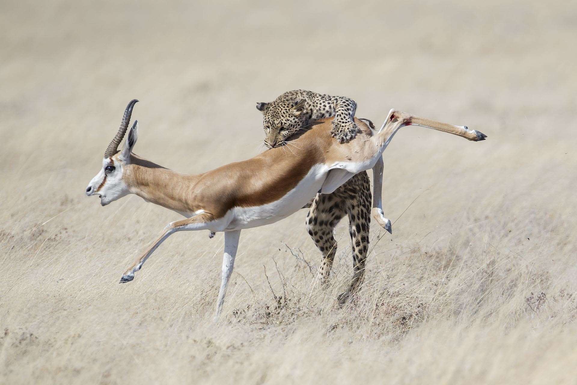 An African leopard hunting a springbok in Namibia (Ben Cranke/Remembering Leopards/PA)