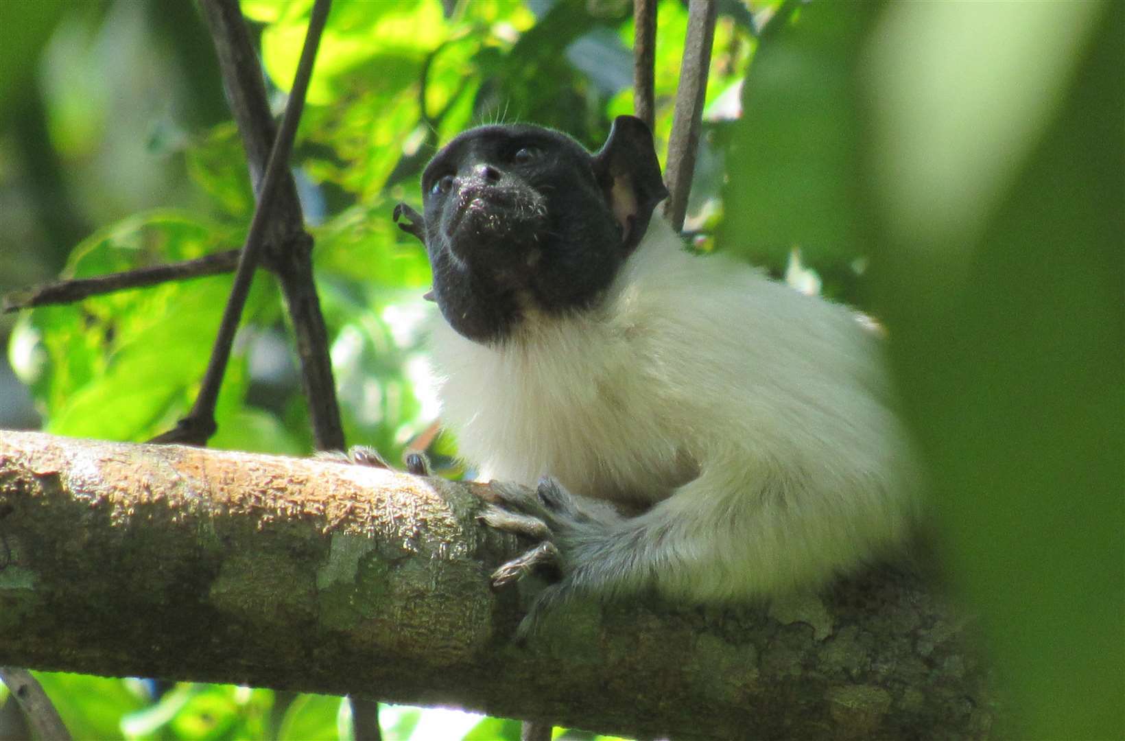 Pied tamarin monkeys have a narrow geographic range in central Brazil (Tainara Sobroza/Anglia Ruskin University/PA)