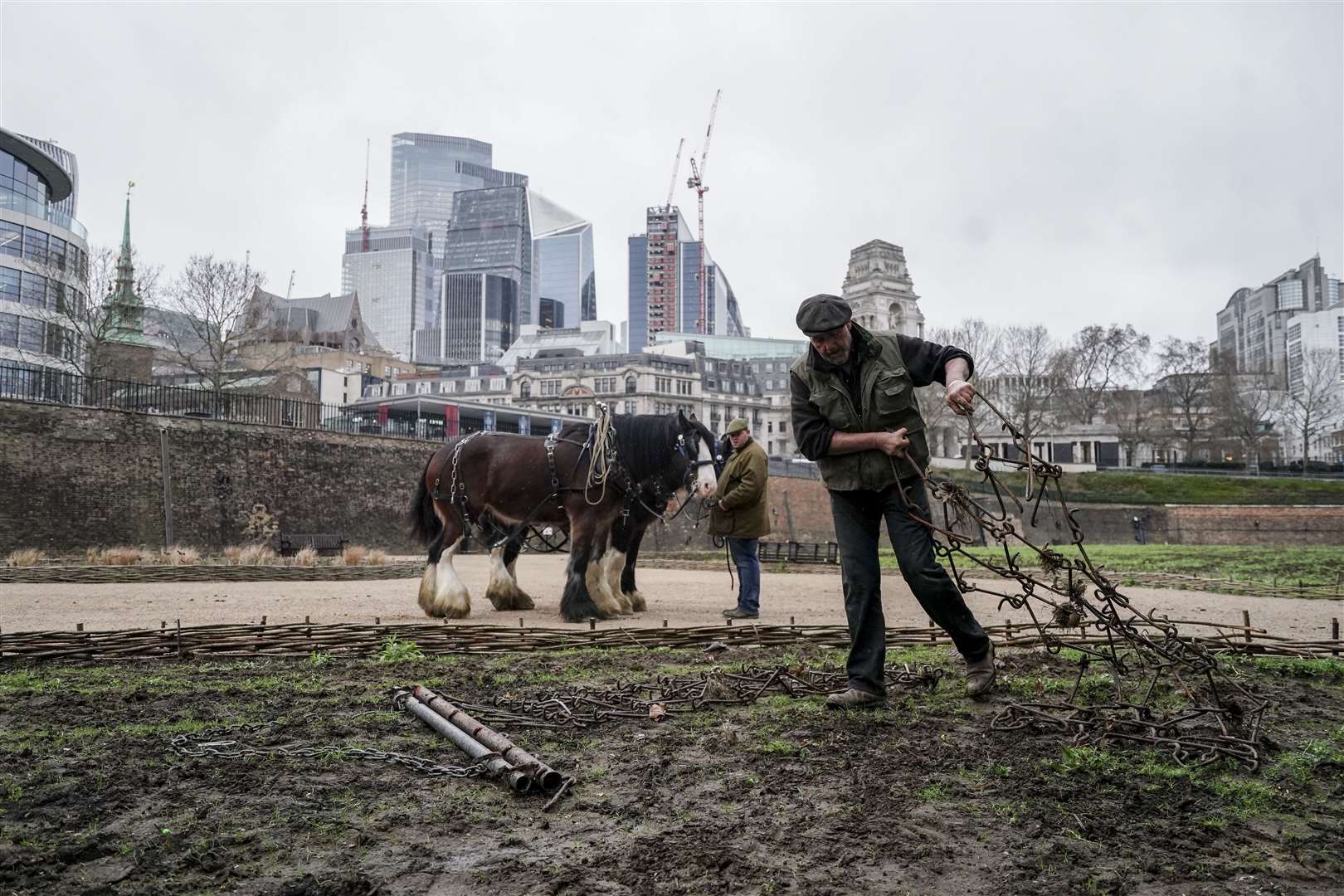 Shire horses called William and Joey from Hampton Court Palace, plough the moat at the Tower of London (Jordan Pettitt/PA)