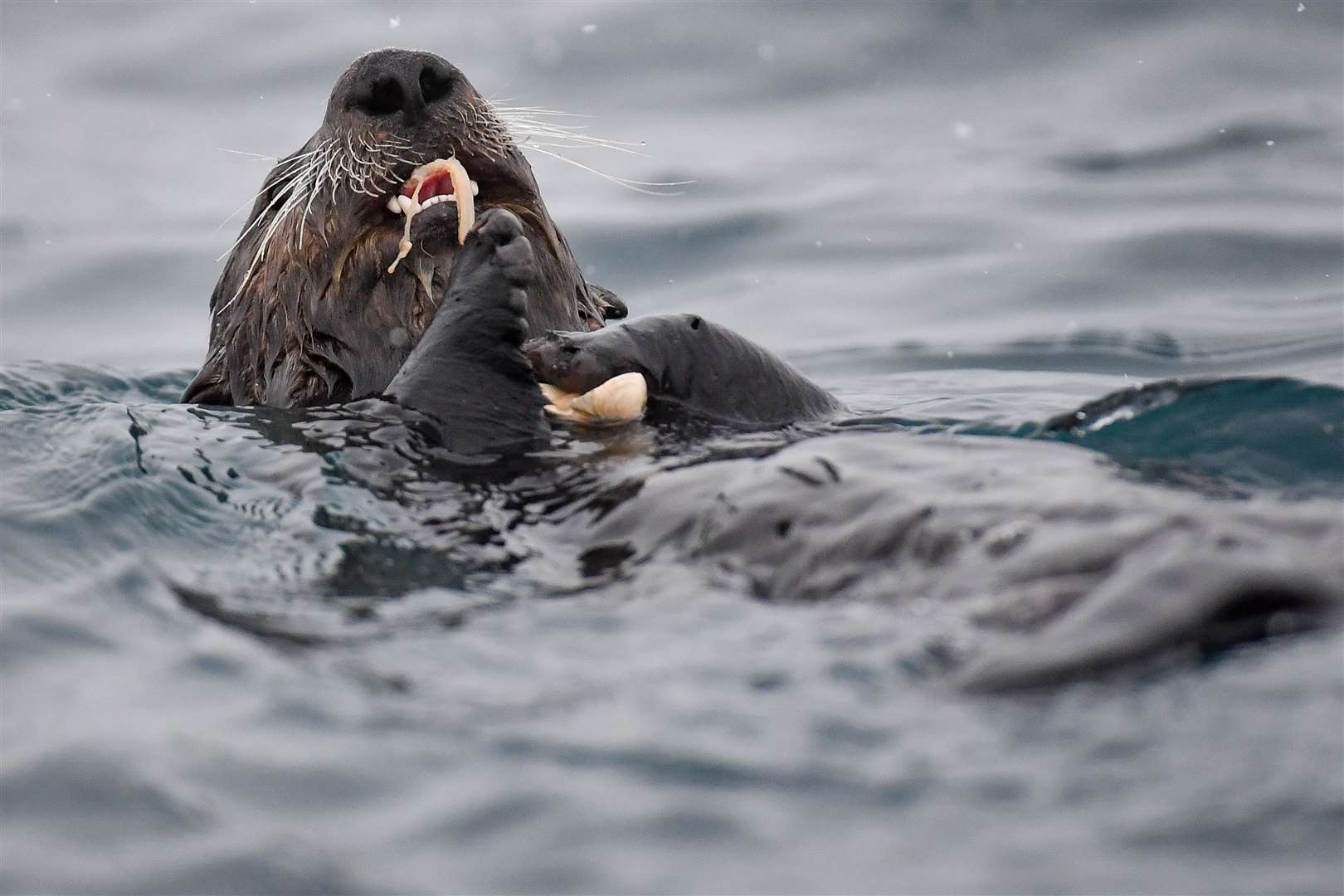 Researchers have found PFAS almost wherever they look, including in British otters (Jacob King/PA)