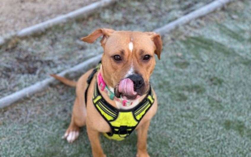 Staffy cross Kiko would love to find her forever home.