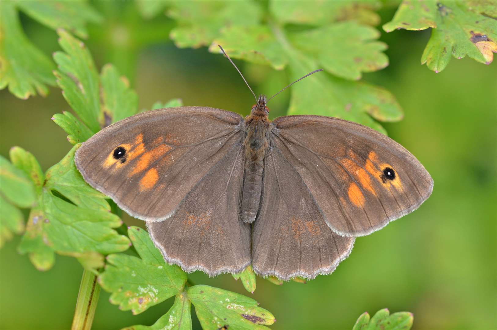 Meadow brown butterflies were among the species that are attracted to long grass (PA)